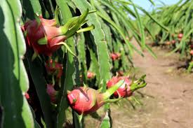 “Cần câu” của nông dân bị sâu bệnh làm hại